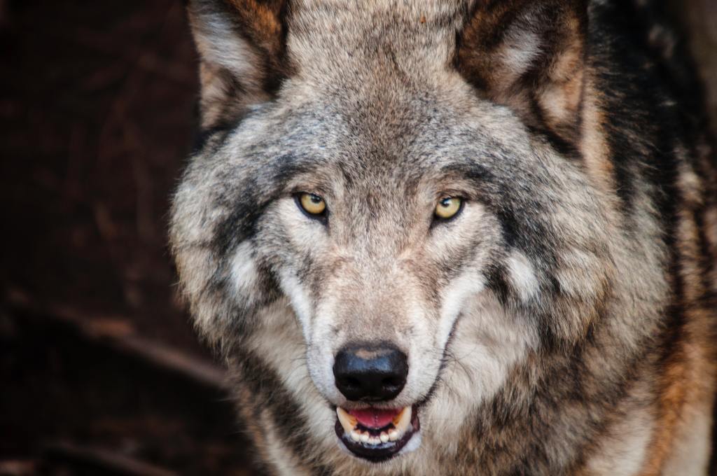 THE WOLF STRIKES AGAIN!: Massive New Certification Ruling Against ...